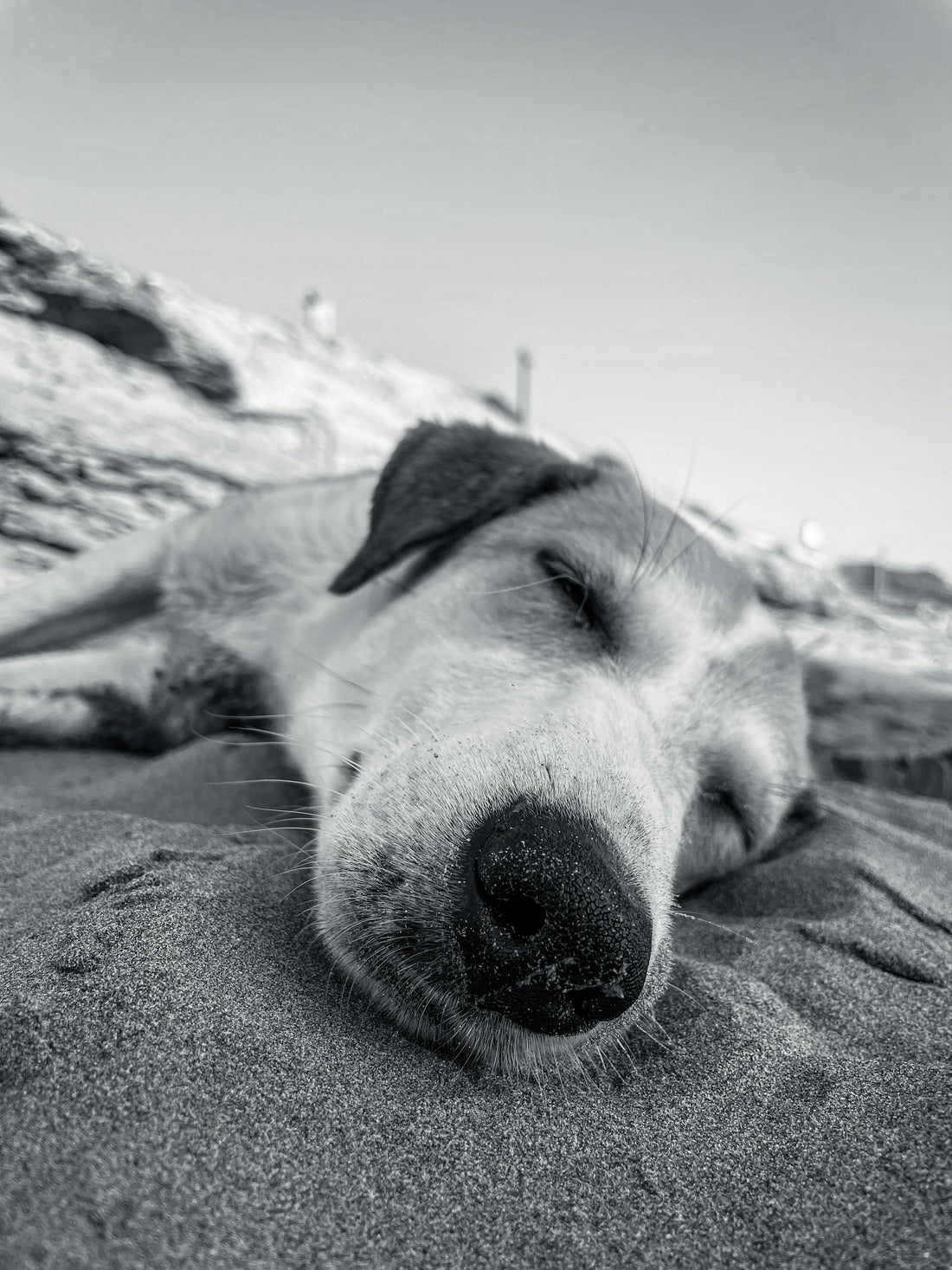 Met je hond naar Marokko, tips voor een goede voorbereiding